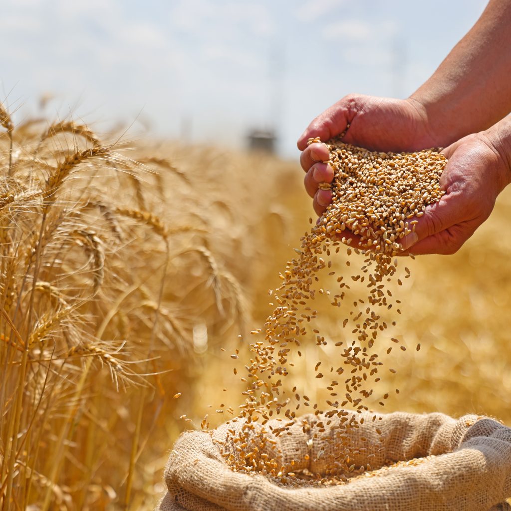 Engineering for the grain and seed industry